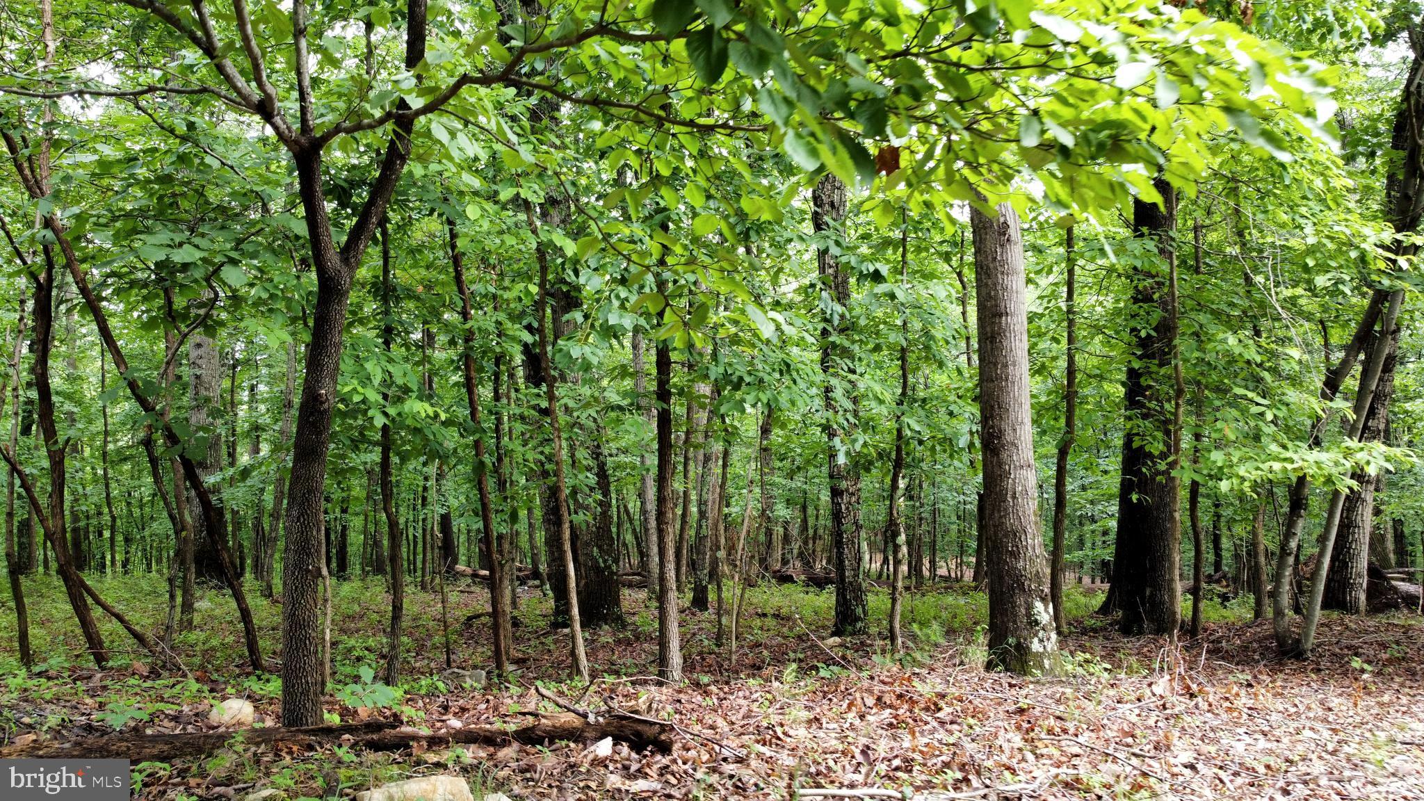 64 Brandy Road Front Royal, VA 22630 - Photo 3 of 17 Beautiful 3 acre Lot.