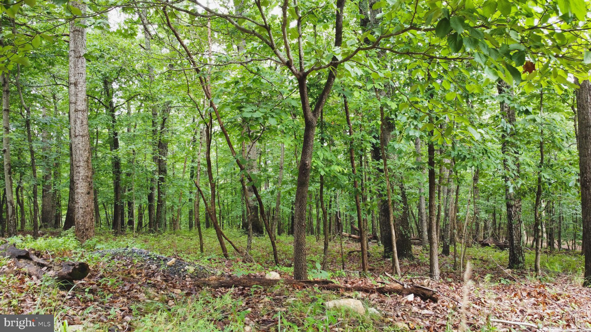 64 Brandy Road Front Royal, VA 22630 - Photo 4 of 17 Mature Trees on the lot.