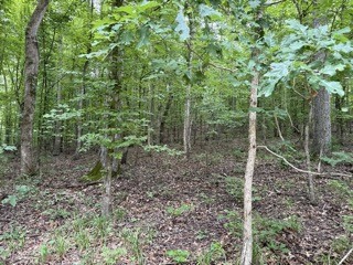 954 Stokes Lane Bath Springs, TN 38311 - Photo 14 of 15 a view of a forest that has large trees