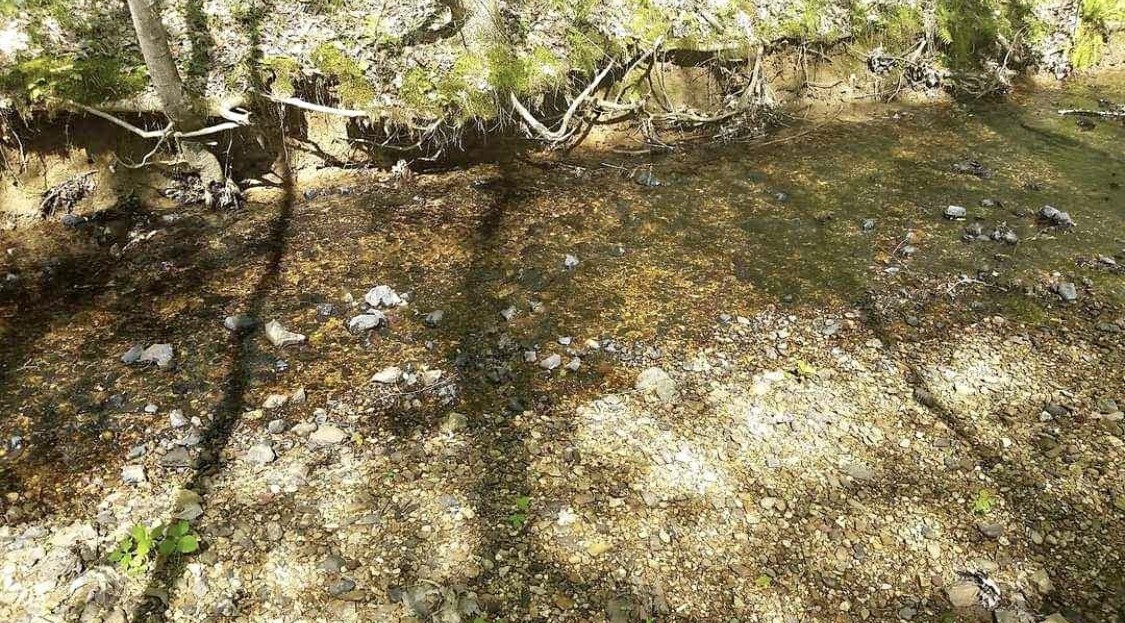 954 Stokes Lane Bath Springs, TN 38311 - Photo 9 of 15 a picture of tree