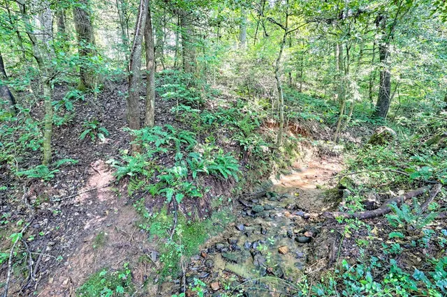 a plant view in yard