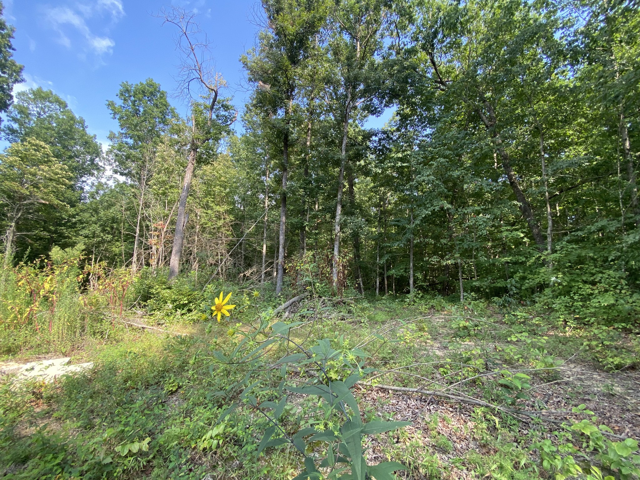 1796 Yoder Road Altamont, TN 37301 - Photo 10 of 34 Gallery Image 10