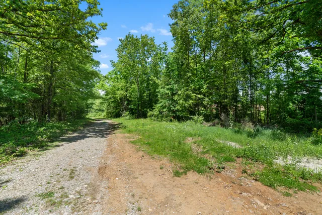 a view of a yard with plants and a trees