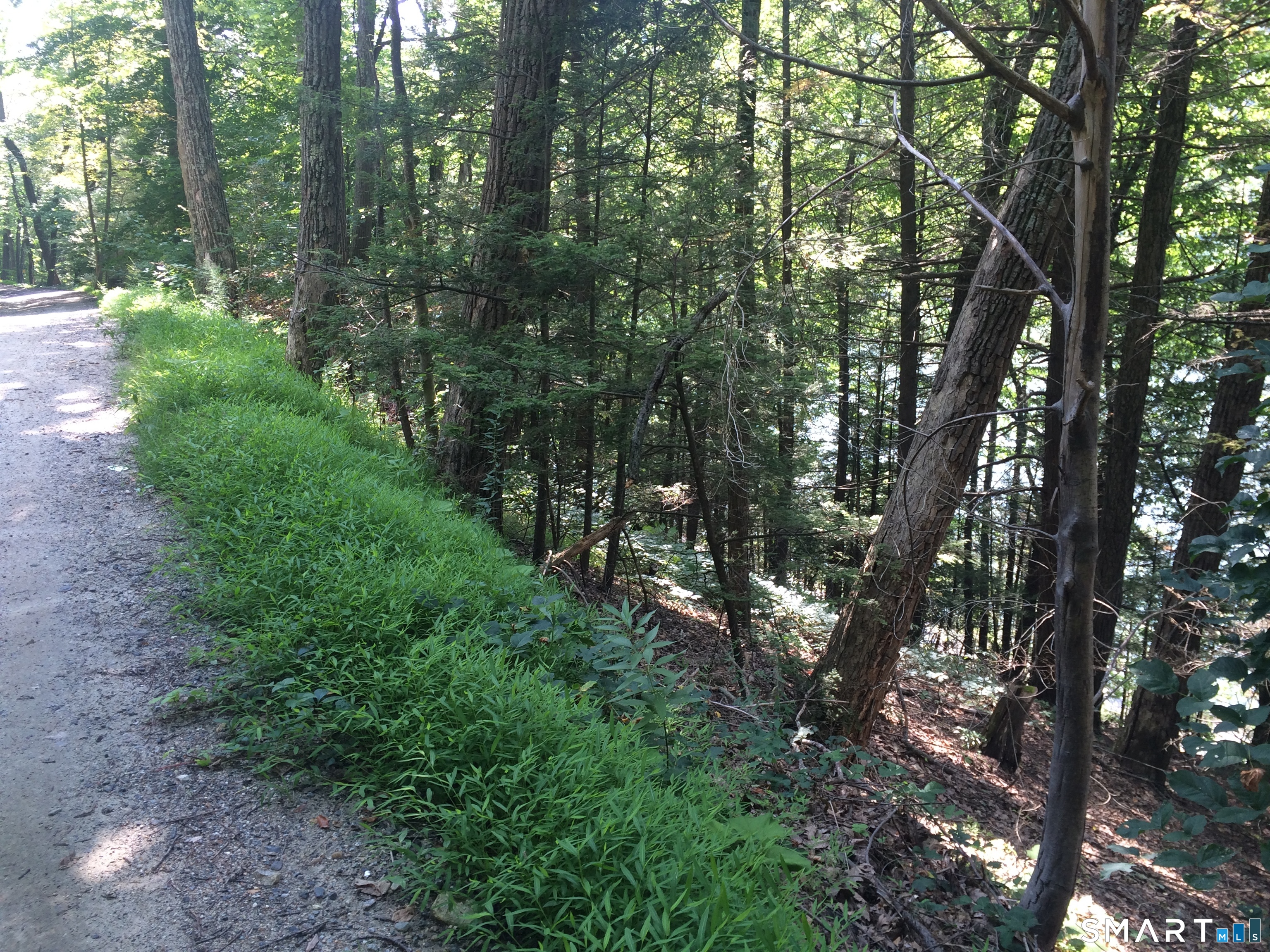 92 East Shore Road Washington, CT 06777 - Photo 2 of 4 a view of forest