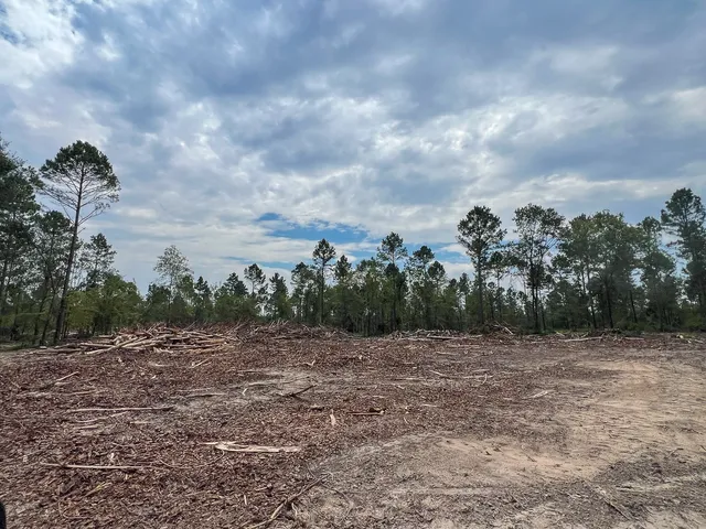 a view of a field with plants