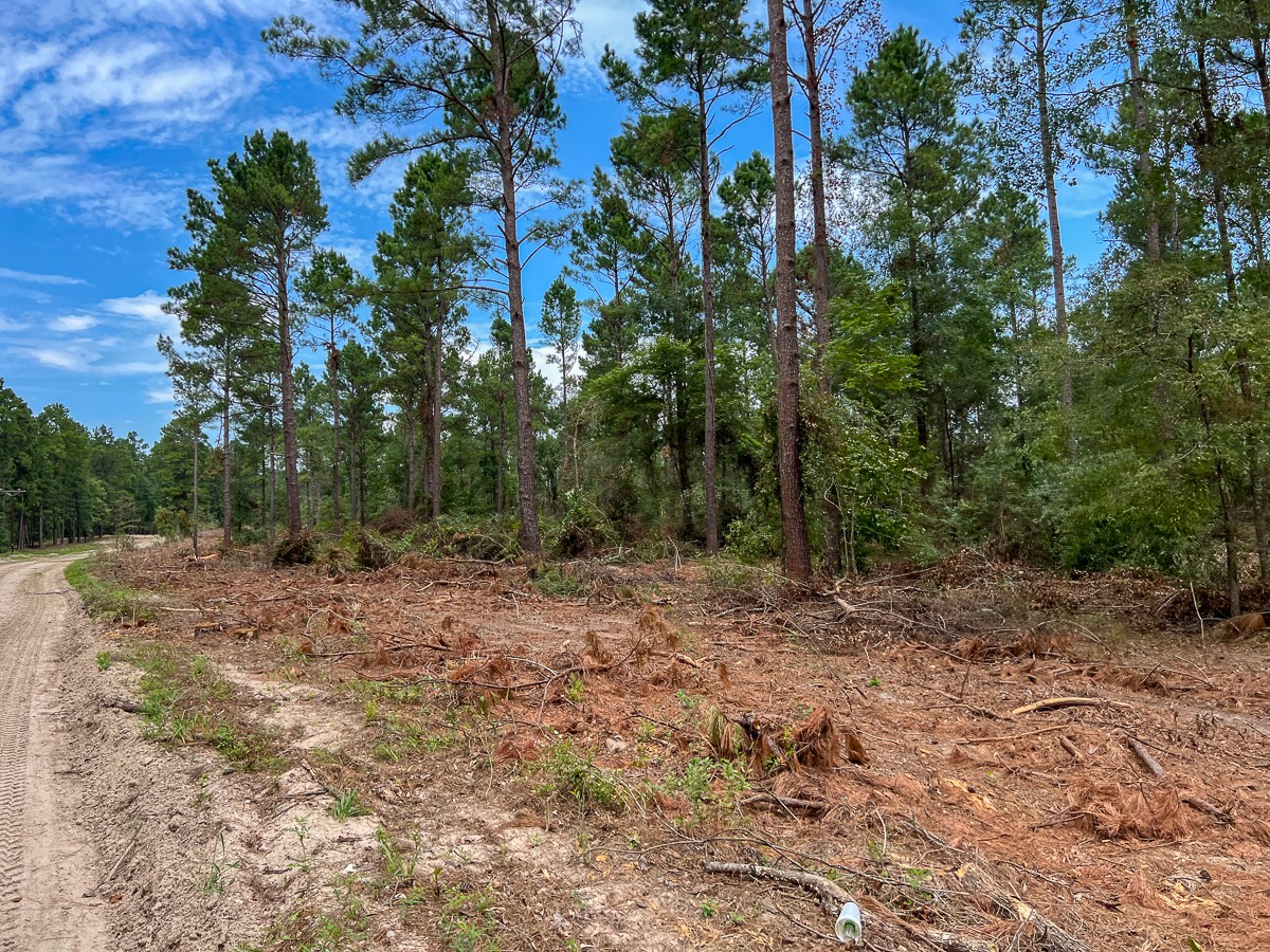 32 Boontown Road Trinity, TX 75862 - Photo 5 of 12 a view of a yard with plants and trees
