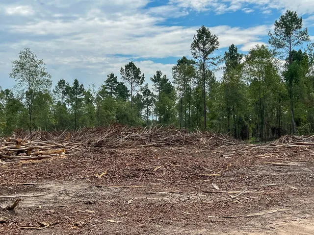 a view of a yard with plants and a tree