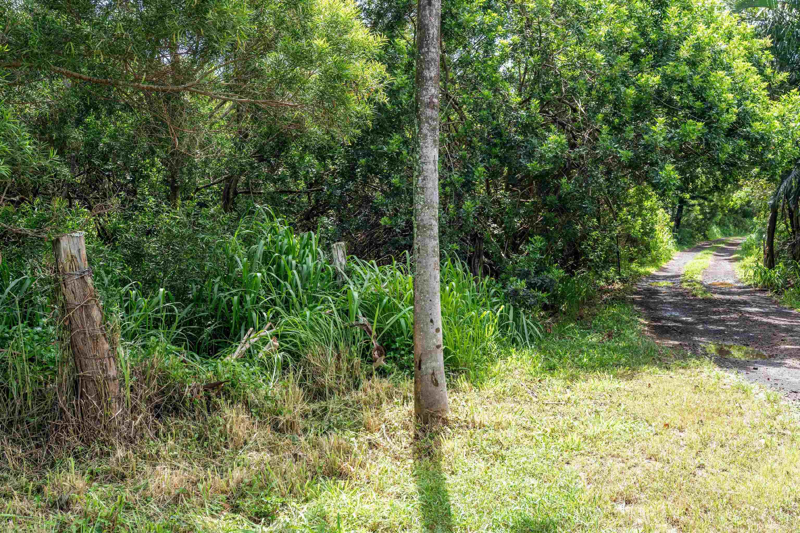 0 Haumana Road, Unit LOT 101B Haiku, HI 96708 - Photo 6 of 10 a view of a yard with plants and large trees