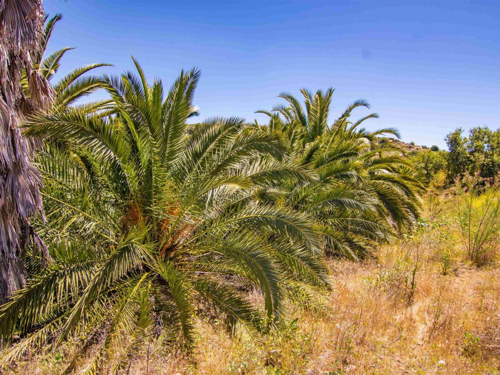 214 Creelman Lane Ramona, CA 92065 - Photo 35 of 38 a view of a plant with a plant