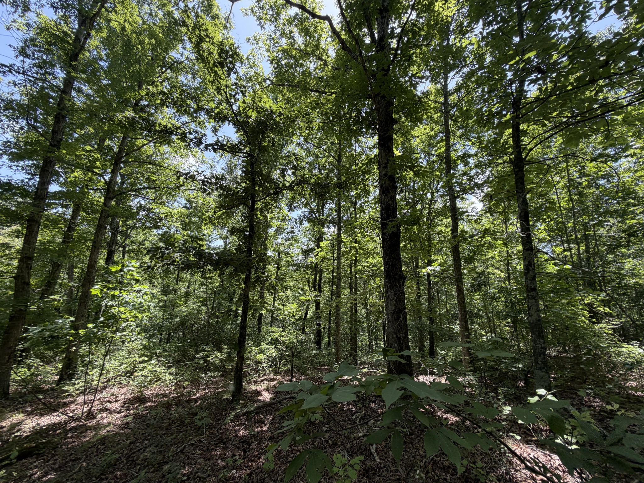215 Bar Bee Road Hohenwald, TN 38462 - Photo 48 of 51