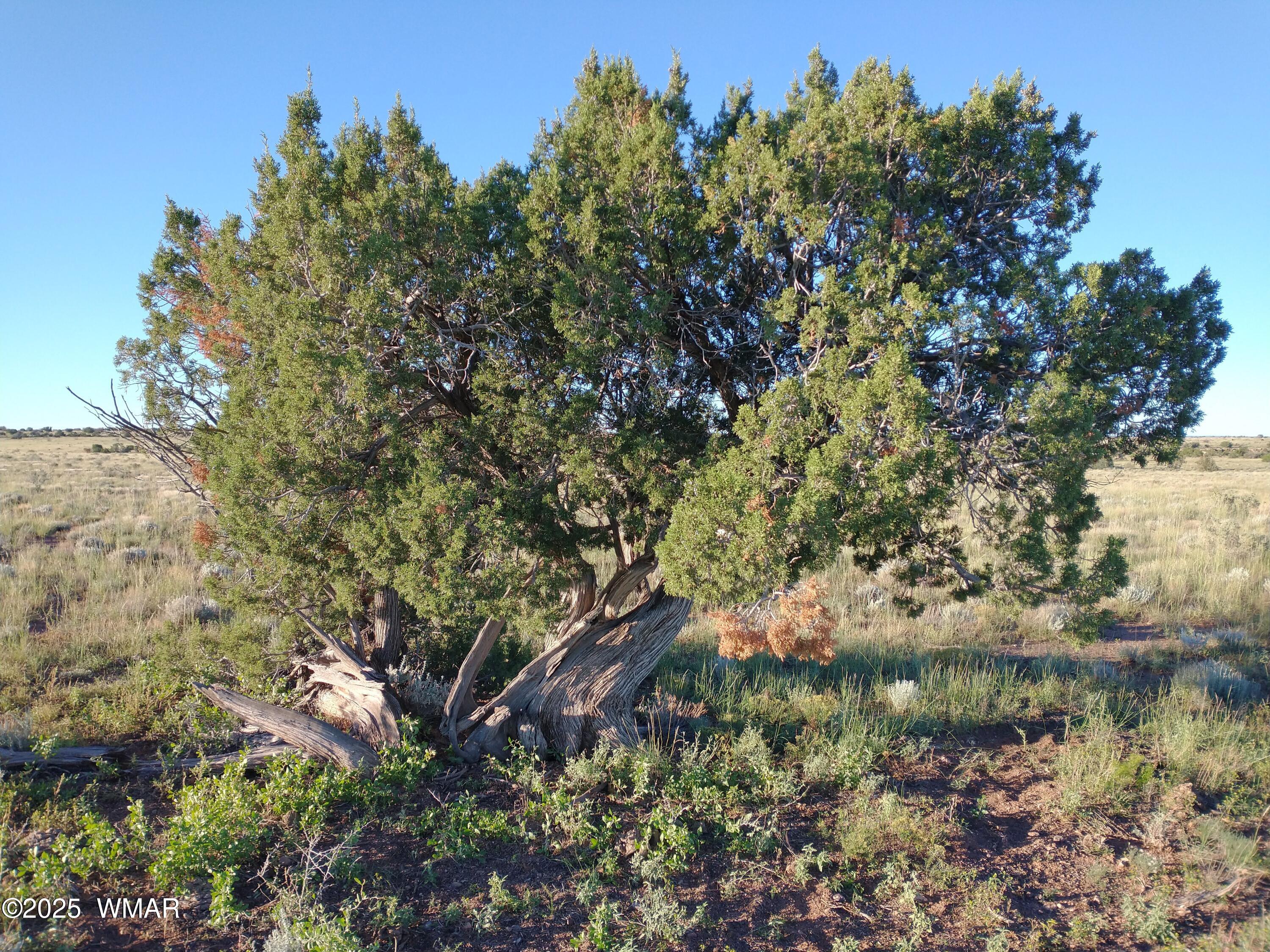 Lot 682 Chevelon Canyon Ranch Heber, AZ 85928 - Photo 4 of 5 IMG_20220925_070032057 (1)