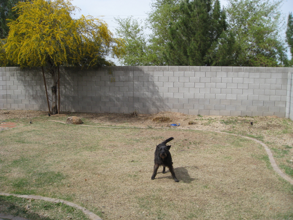 1204 Grenadine Road Phoenix, AZ 85040 - Photo 10 of 12 backyard