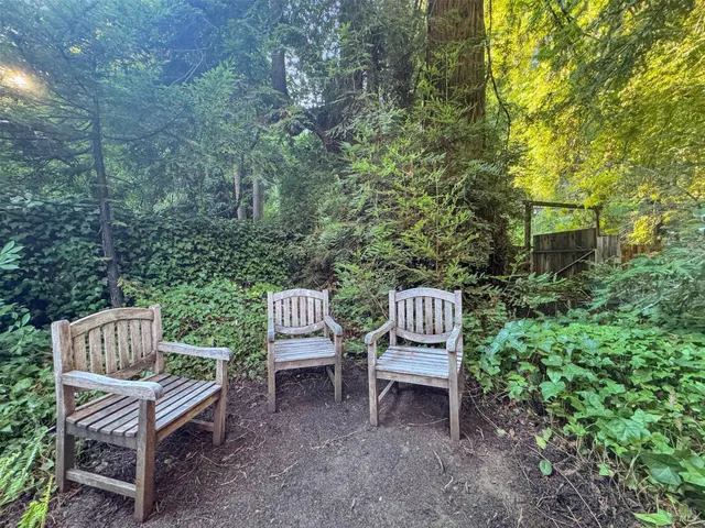 a garden with lots of trees