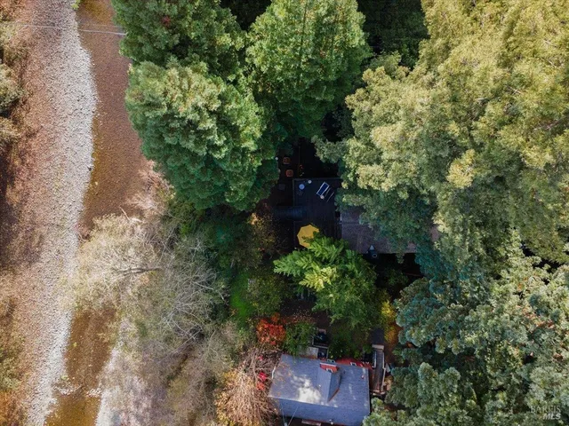 a view of a yard with plants and trees