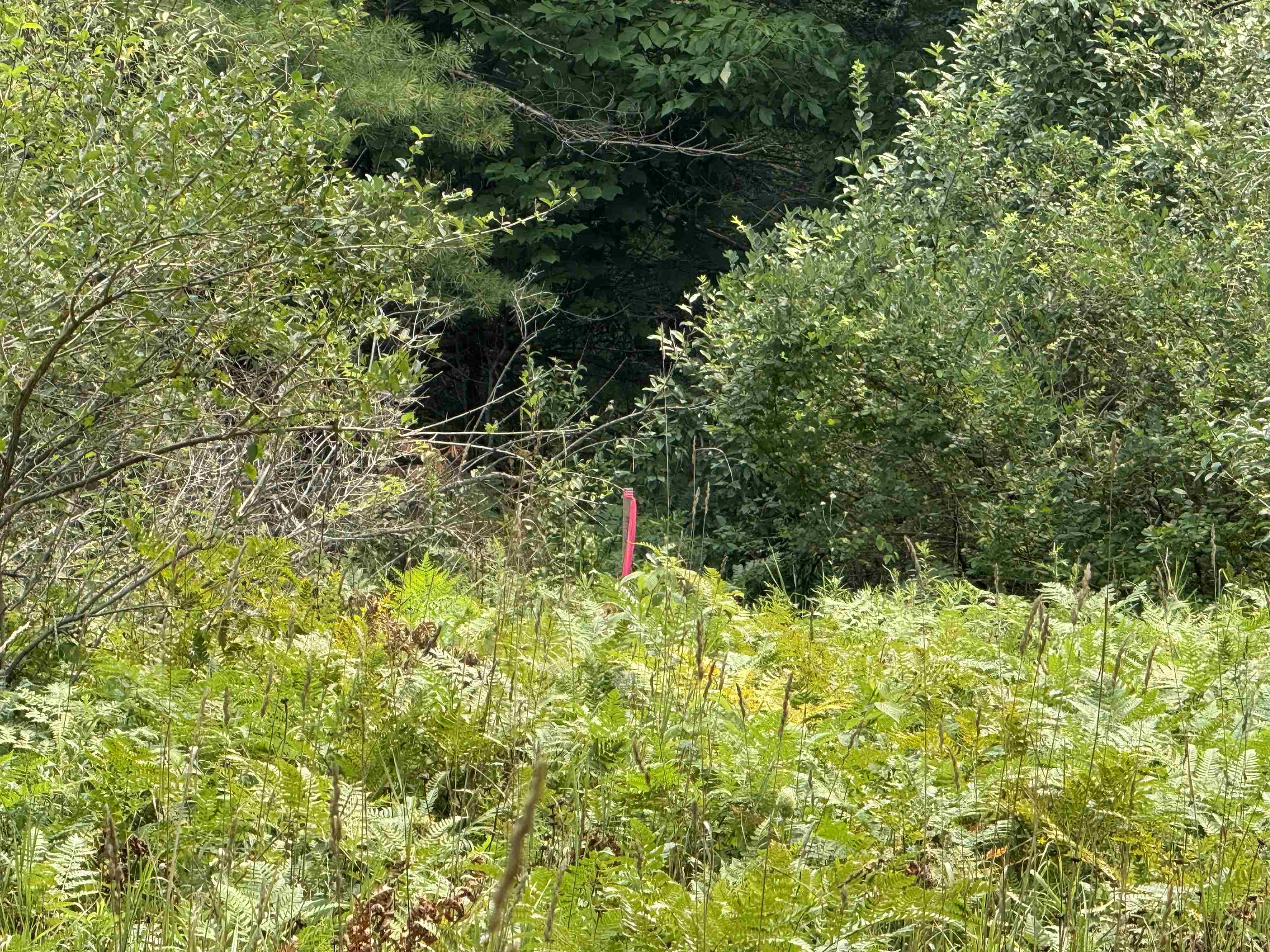 Lot #4 East Bellinger Road, Unit BELLINGER ESTATES Cedar, MI 49621 - Photo 19 of 27