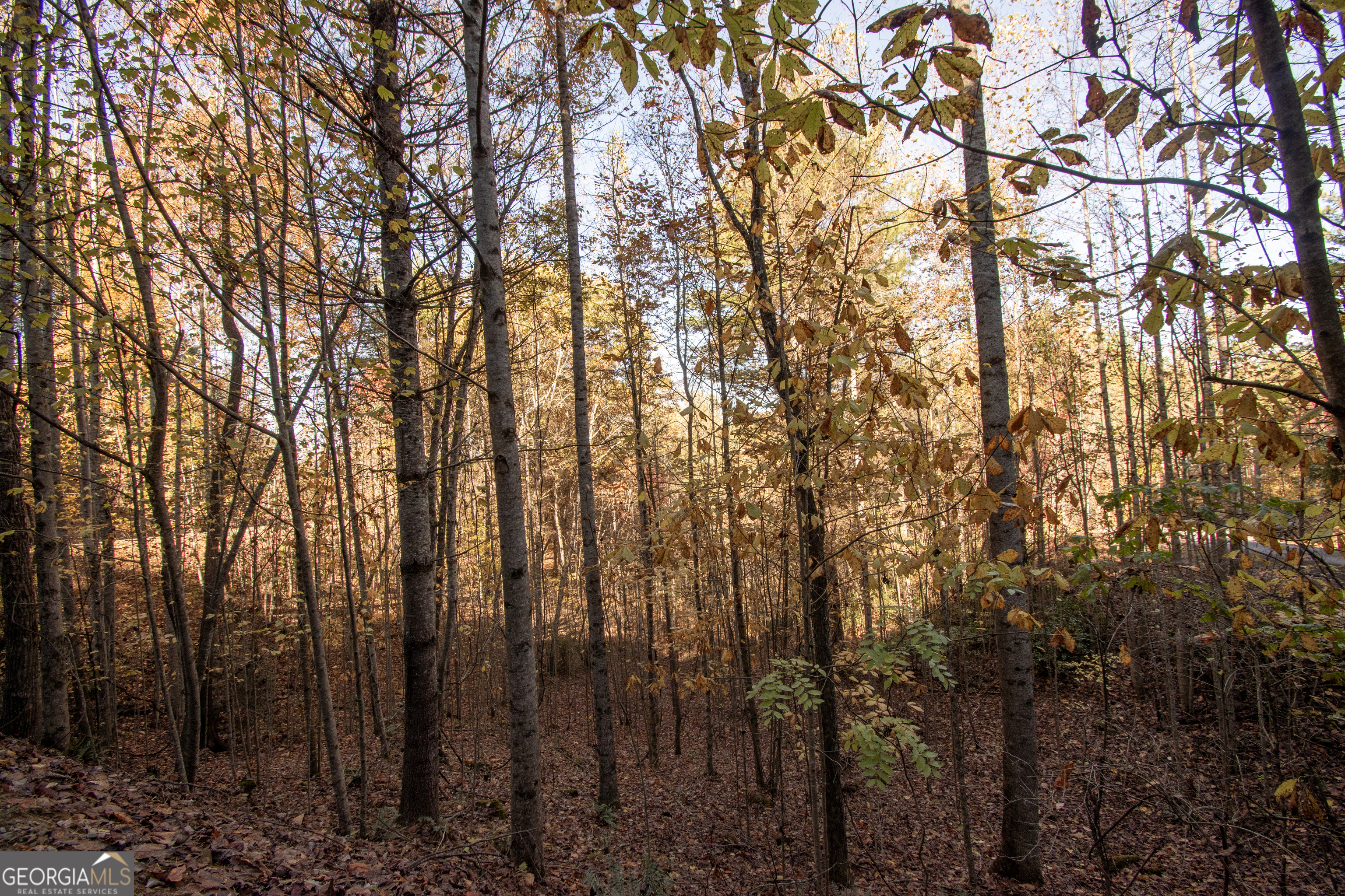 Lot 66 Choctaw Rdg Trail Murphy, NC 28906 - Photo 4 of 11
