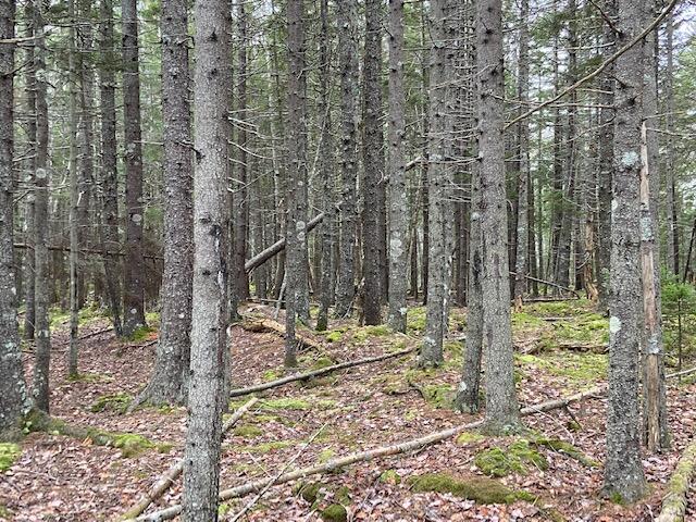 M36-l8&l9 Main Road Islesboro, ME 04848 - Photo 13 of 22 IMG_8387