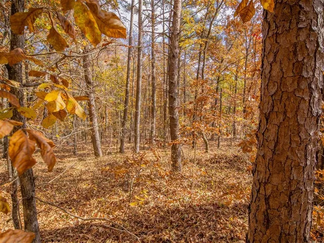 a close up of a plant