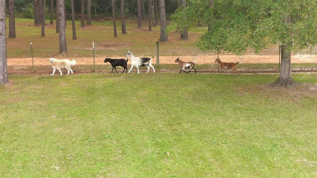 2103 Barner Road Wesson, MS 39191 - Photo 61 of 71 Photo 61