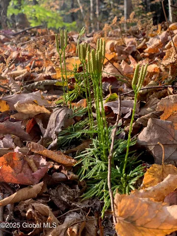 $85,000 | 1 Alder Pond Road, Bovina, NY 13731