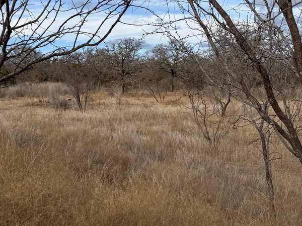 a view of a yard