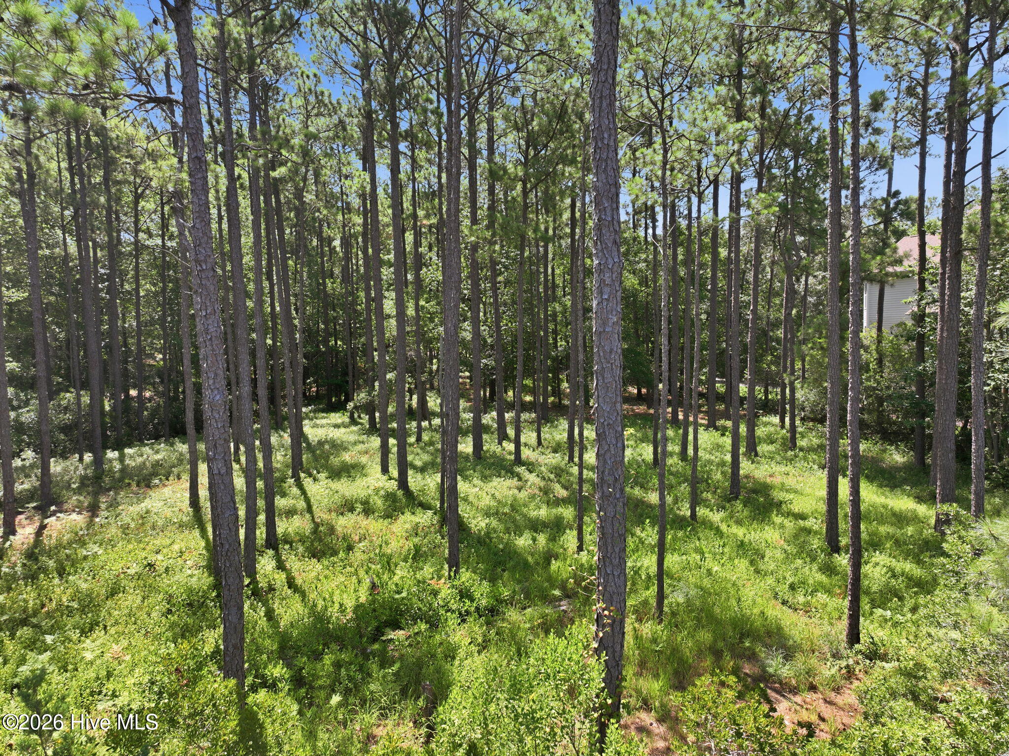 123 White Swan Way Road Swansboro, NC 28584 - Photo 8 of 17 Looking Back towards the Road