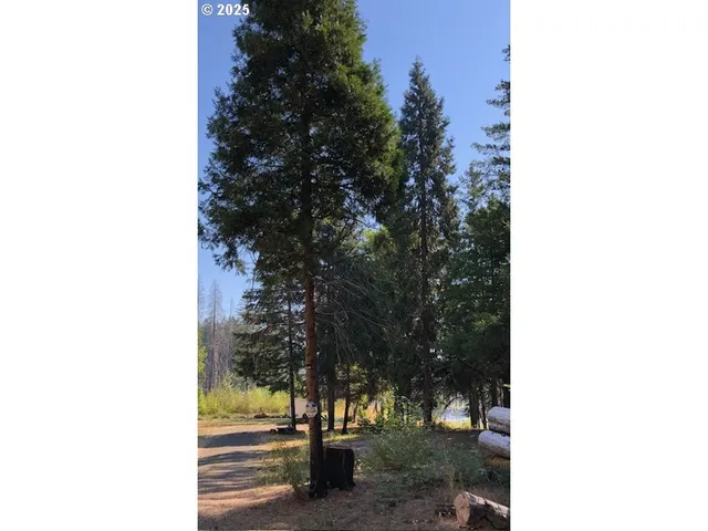 a picture of a tree in front of a house