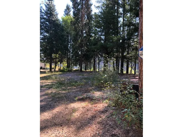 a view of a yard with plants and large trees
