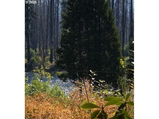 a close up of a tree
