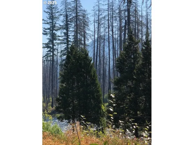 a close up of a tree in a garden
