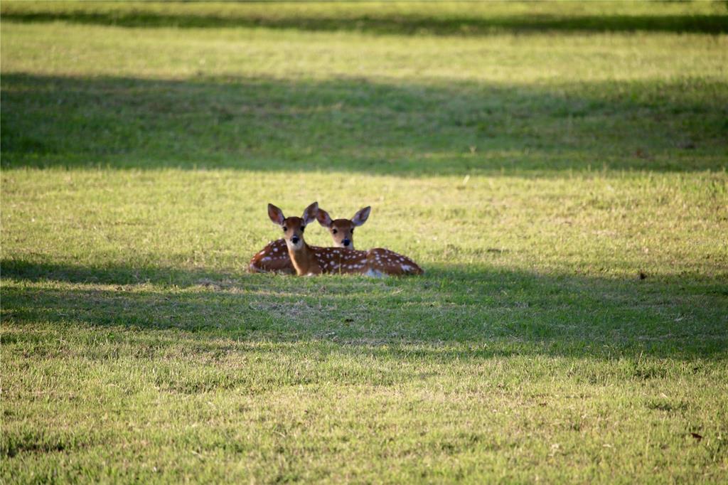 13221 North Branch Road Sarasota, FL 34240 - Photo 62 of 64 a view of a lake from a yard
