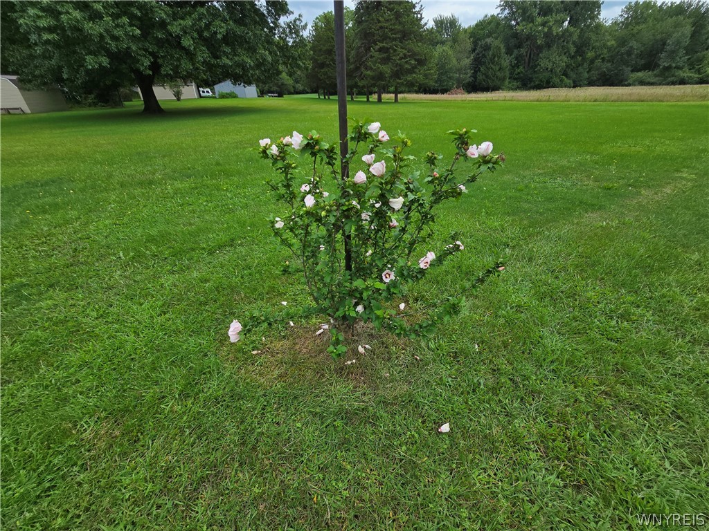 7322 Ridge Road Hartland, NY 14094 - Photo 20 of 34 Rose of Sharon flower bush