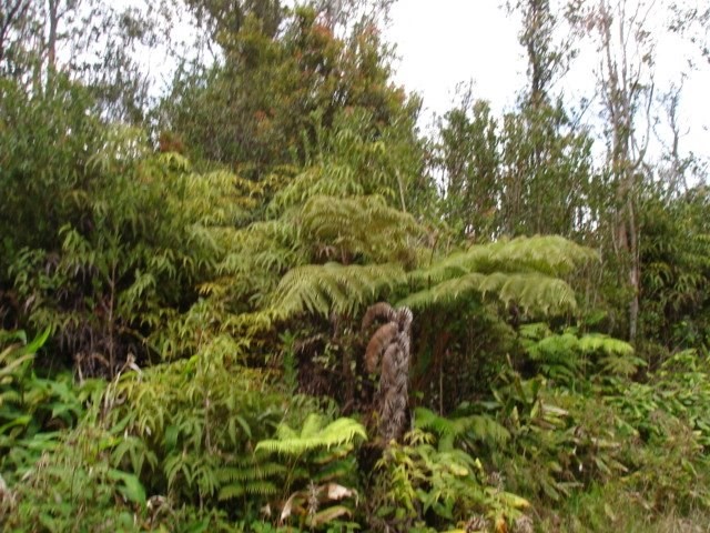 54 Lot Volcano, HI 96785 - Photo 1 of 3 Gallery Image 1
