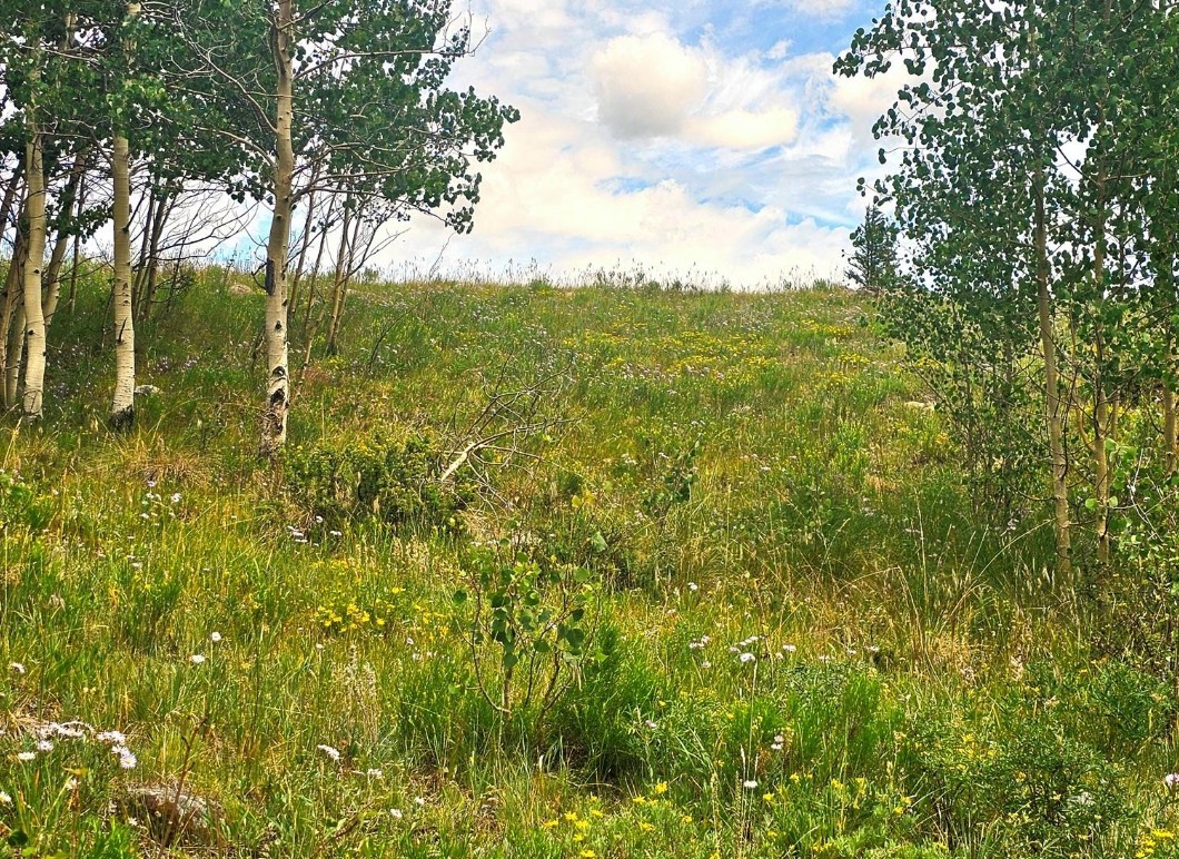 295 Silver Plume Road Alma, CO 80420 - Photo 11 of 17 Gallery Image 11