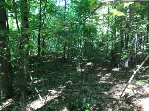 Monroe Road Maynardville, TN 37807 - Photo 5 of 7 IMG_2381