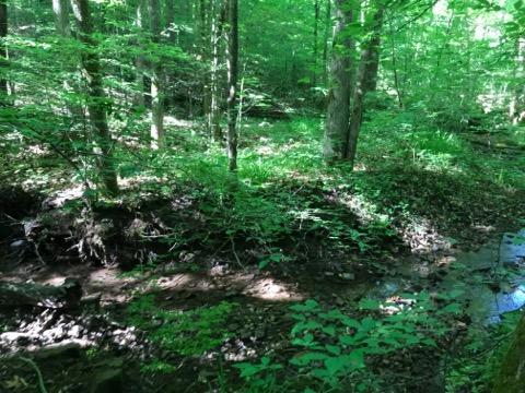 Monroe Road Maynardville, TN 37807 - Photo 7 of 7 IMG_2388