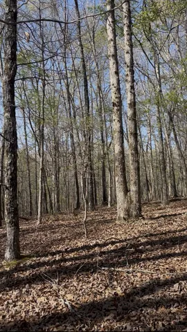 a view of a backyard with trees