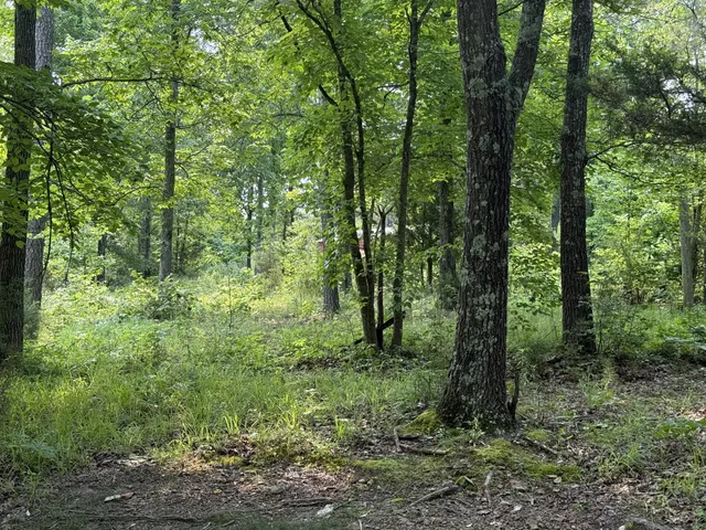 a view of a lush green forest