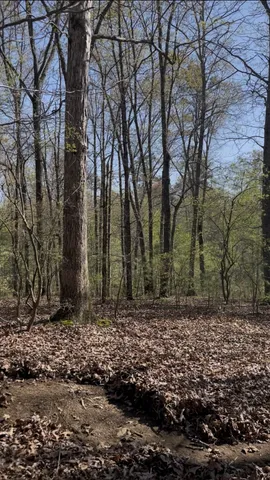 a view of a backyard with trees