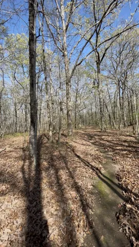 a view of a yard with trees