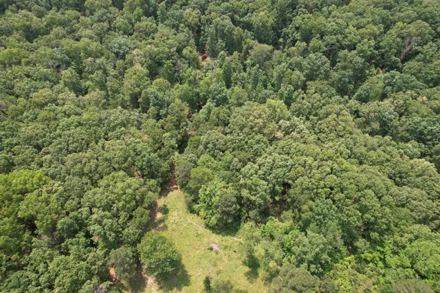 a view of a lush green forest