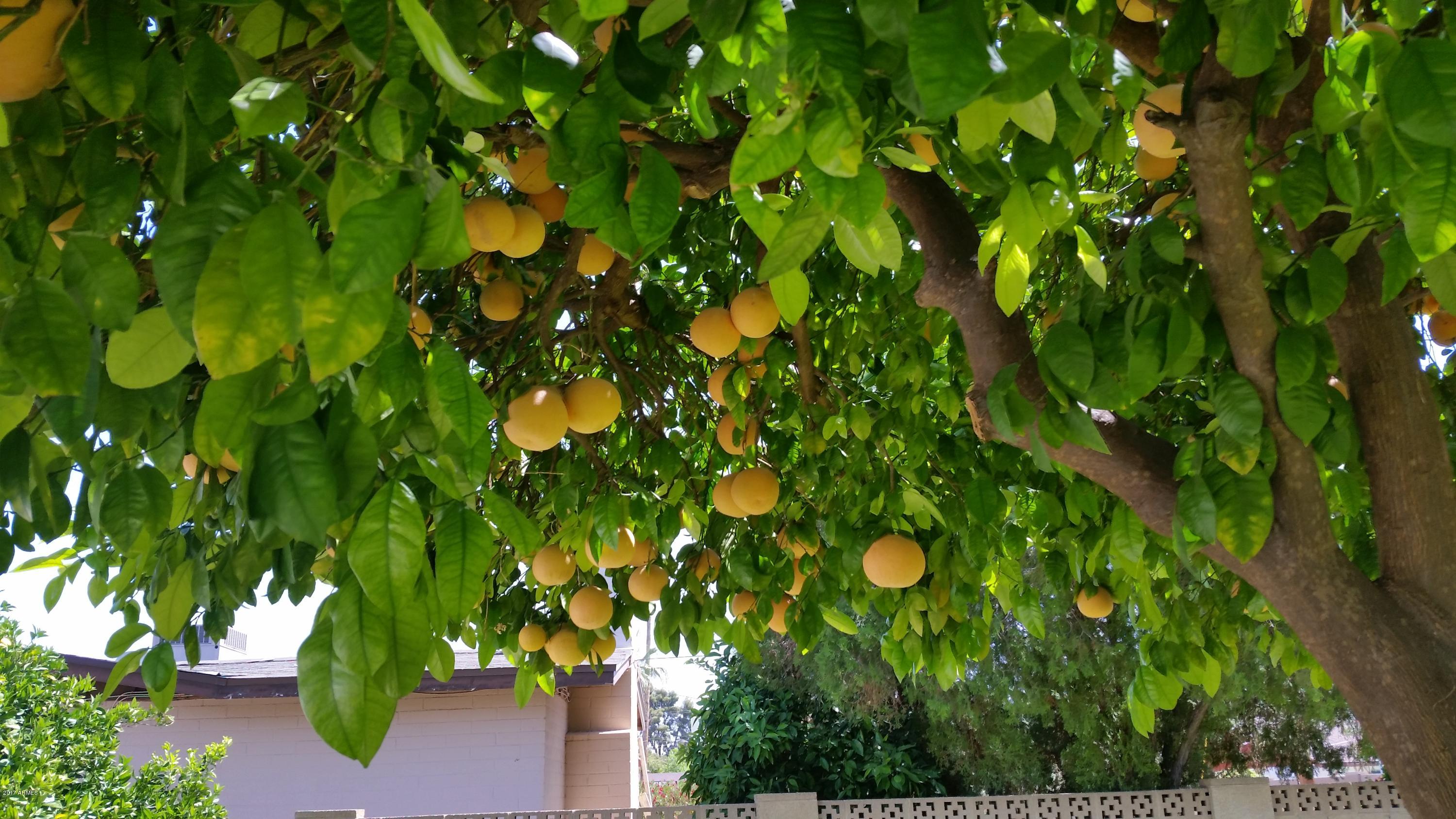 1643 West Royal Palm Road Phoenix, AZ 85021 - Photo 31 of 39 gratefruit tree