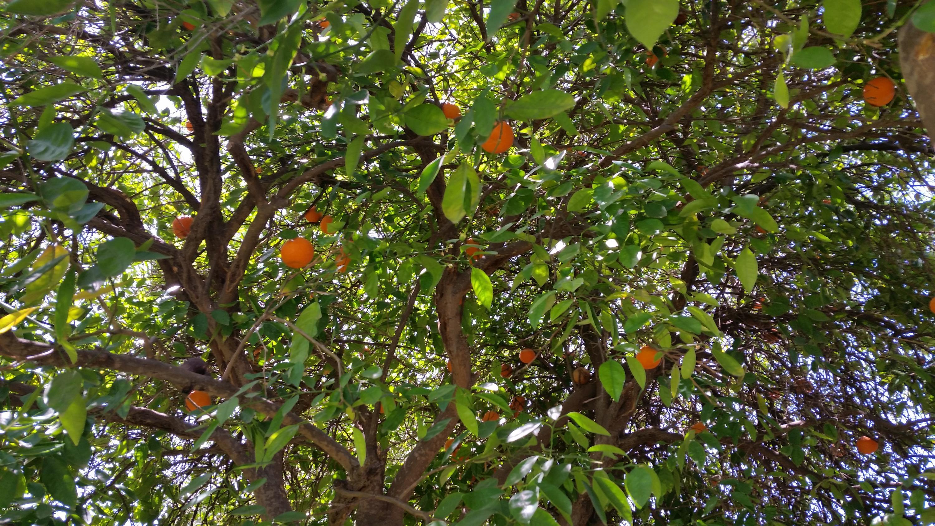 1643 West Royal Palm Road Phoenix, AZ 85021 - Photo 33 of 39 orange tree