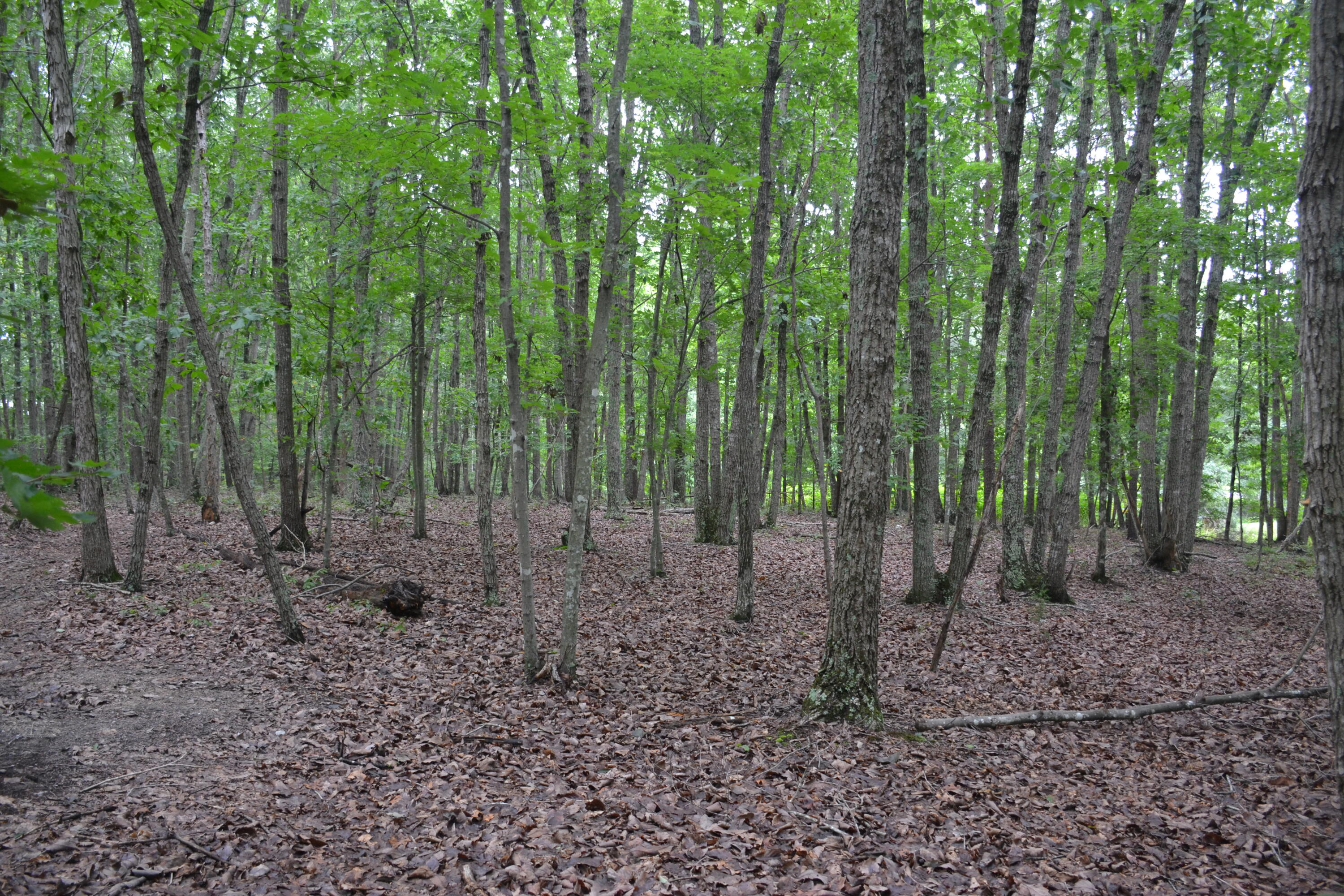 0 Paisley Road Gretna, VA 24557 - Photo 29 of 48 DSC_0007