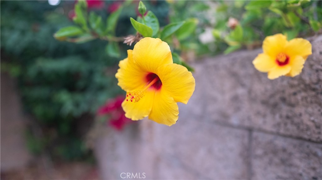 5212 Crimson Place Rancho Cucamonga, CA 91739 - Photo 54 of 62 Landscaping