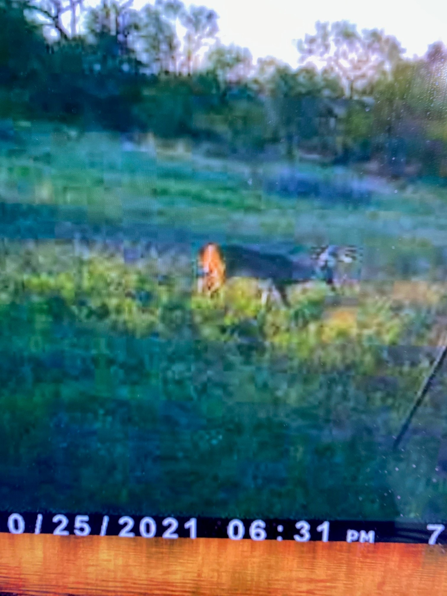 A A Union Valley Spring, TX 76885 - Photo 14 of 15 a view of a big yard