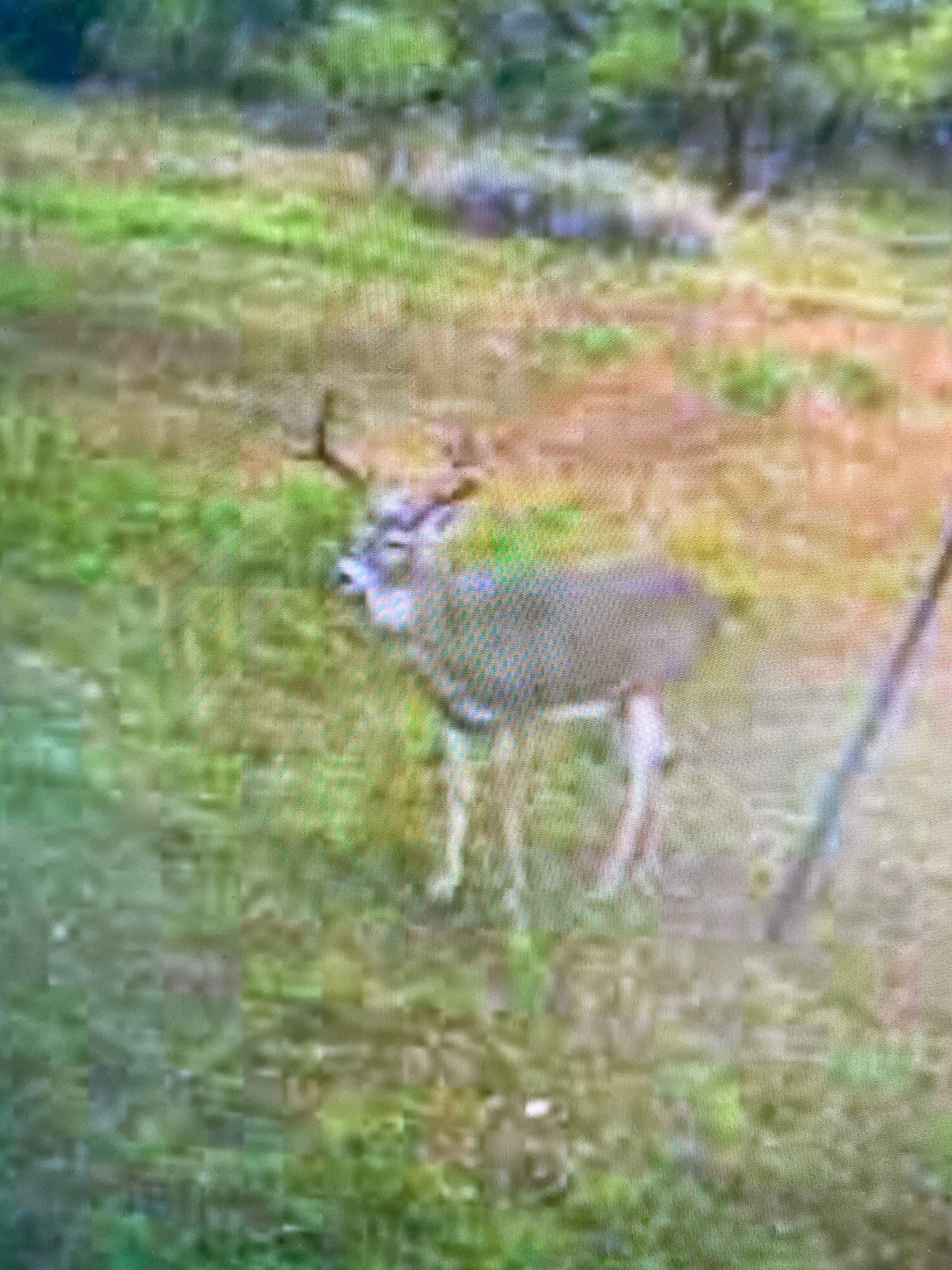 A A Union Valley Spring, TX 76885 - Photo 5 of 15 a view of a yard