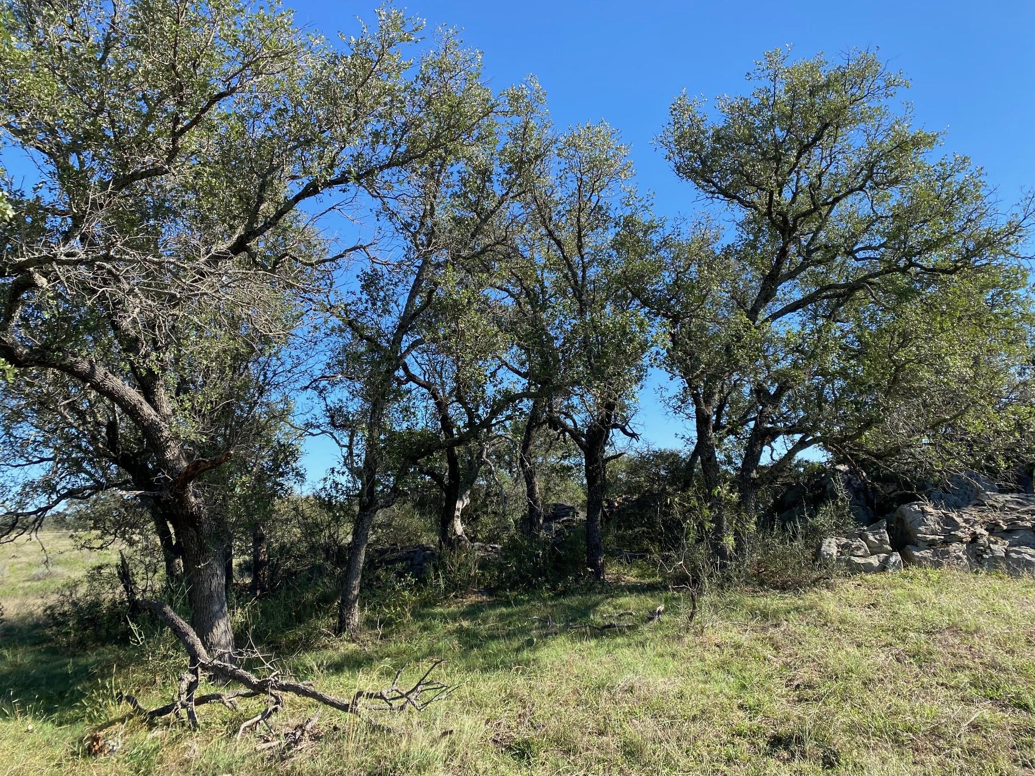 A A Union Valley Spring, TX 76885 - Photo 9 of 15 a backyard of a house with lots of trees