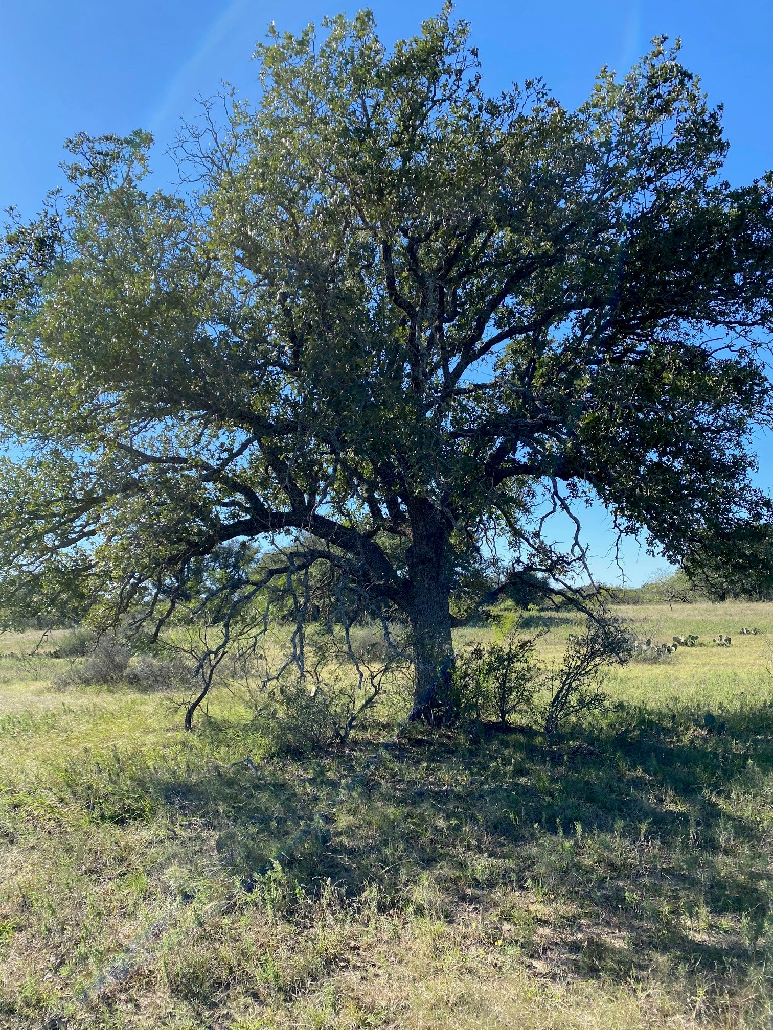 A A Union Valley Spring, TX 76885 - Photo 10 of 15 a view of a yard with a tree