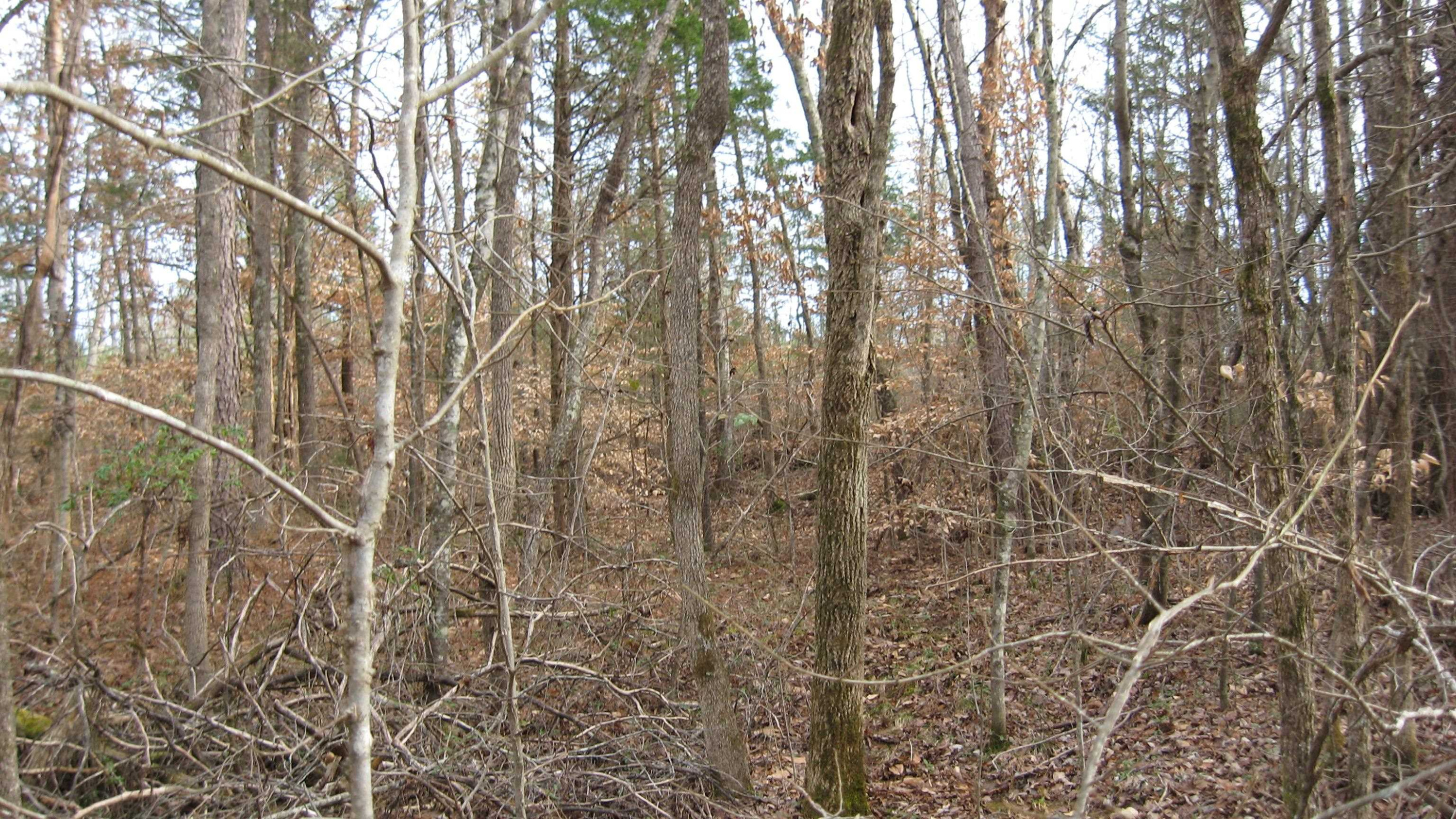 420 Anderson Road Saltillo, TN 38370 - Photo 21 of 22 Photo 21